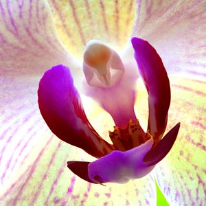 Bilder Louie Schwartzberg