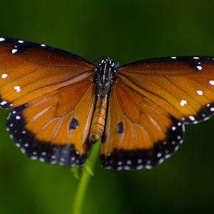 Bilder Louie Schwartzberg