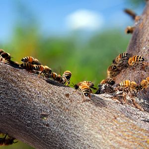 Bilder Louie Schwartzberg