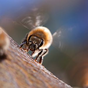 Bilder Louie Schwartzberg