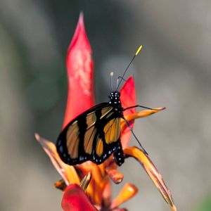 Bilder Louie Schwartzberg