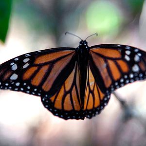 Bilder Louie Schwartzberg