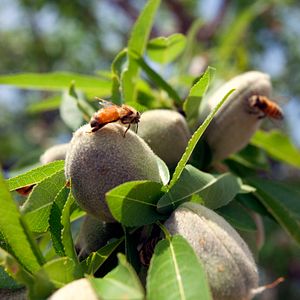 Bilder Louie Schwartzberg