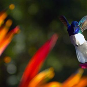 Bilder Louie Schwartzberg