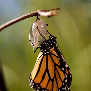 Bilder Louie Schwartzberg