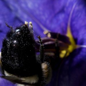 Bilder Louie Schwartzberg