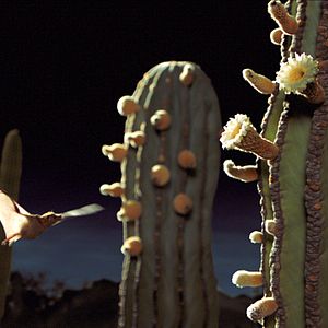 Bilder Louie Schwartzberg