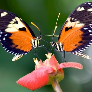 Bilder Louie Schwartzberg