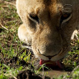 Bilder Alastair Fothergill