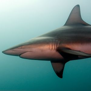 Bilder Wild Ocean 3D