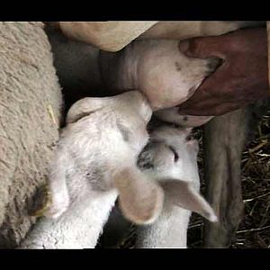 Bilder Catherine Pozzo Di Borgo