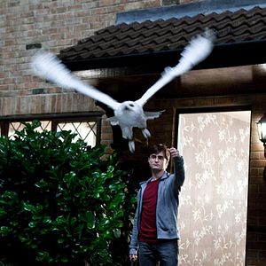 Bilder Daniel Radcliffe