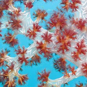 Bilder Under The Sea