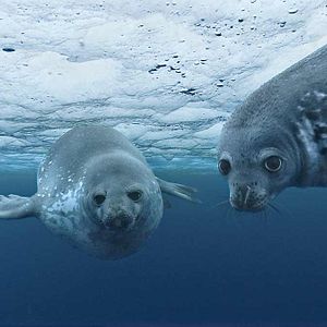 Bilder Unsere Ozeane