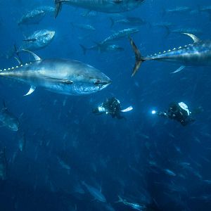 Bilder Unsere Ozeane