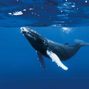 Bilder Unsere Ozeane