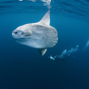 Bilder Unsere Ozeane