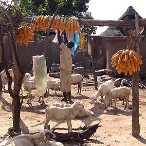 Bilder Christian Zerbib