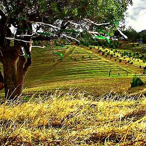 Bilder Shahram Alidi