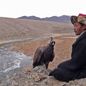 Bilder Die Stimme des Adlers