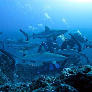 Bilder Jean-Jacques Mantello