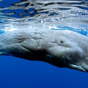 Bilder Jean-Jacques Mantello