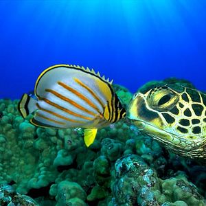 Bilder Jean-Jacques Mantello