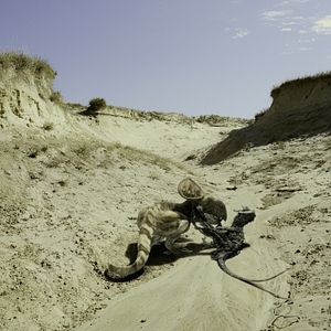 Bilder Dinosaurier Live 3D - Fossilien zum Leben erweckt