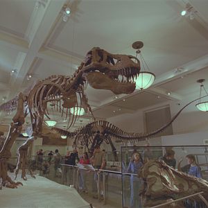 Bilder Dinosaurier Live 3D - Fossilien zum Leben erweckt