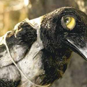 Bilder Suzie Templeton