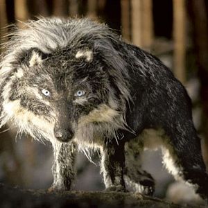 Bilder Suzie Templeton