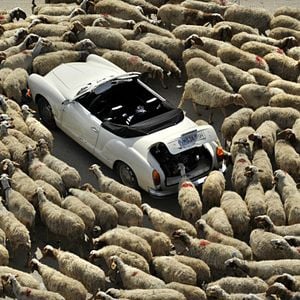 Bilder Maria, ihm schmeckt's nicht!