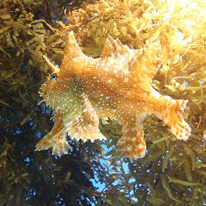 Bilder Tortuga - Die unglaubliche Reise der Meeresschildkröte