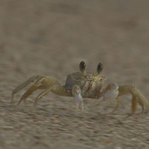 Bilder Tortuga - Die unglaubliche Reise der Meeresschildkröte