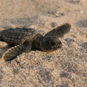 Bilder Tortuga - Die unglaubliche Reise der Meeresschildkröte