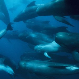 Bilder The Last Giants - Wenn das Meer stirbt