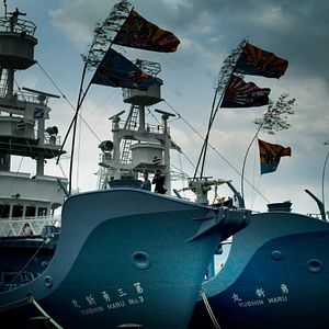 Bilder Jagdzeit - Den Walfängern auf der Spur