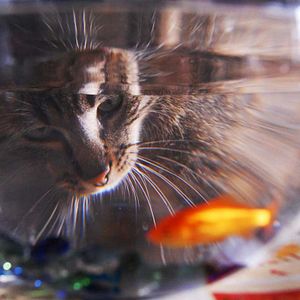 Bilder Die wilde Farm