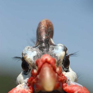 Bilder Die wilde Farm