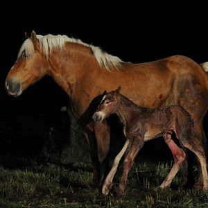 Bilder Die wilde Farm