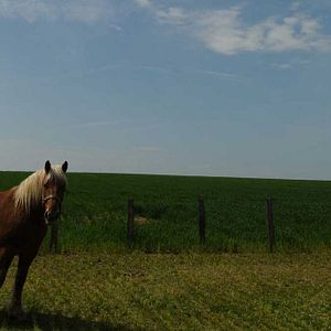 Bilder Die wilde Farm