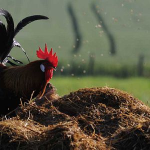 Bilder Frédéric Goupil