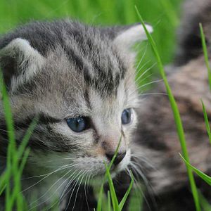 Bilder Frédéric Goupil