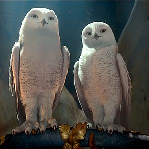 Bilder Die Legende der Wächter