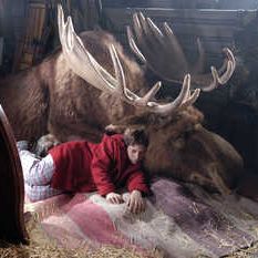 Bilder Es ist ein Elch entsprungen