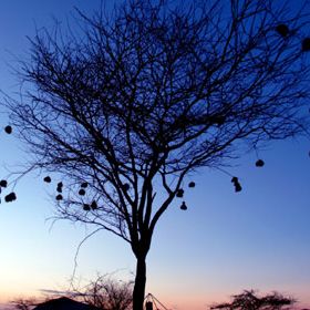 Bilder Die weiße Massai