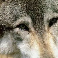 Bilder Der mit dem Wolf tanzt