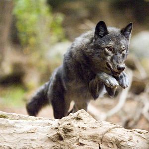 Bilder Blood & Chocolate