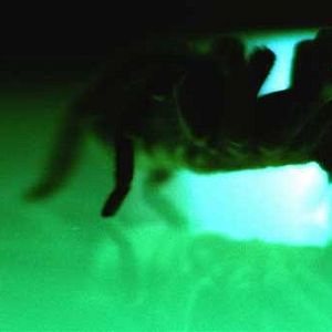 Bilder The Collector