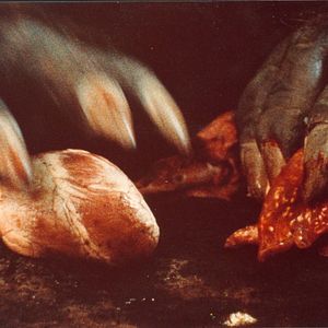 Bilder La Bête - Die Bestie